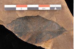 Foto (Detailsansicht) von Quercus palaeoilex Ettingshausen (NHMW-GEO-2024-0188-0963)